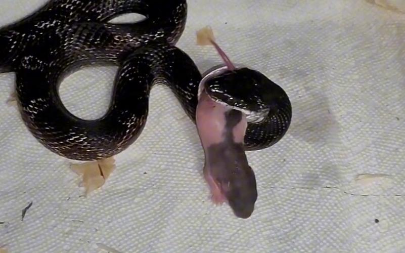 蛇会吃老鼠吗_蛇吃活老鼠,不主动咬人 蛇会吃老鼠吗_蛇吃活老鼠,不主动咬人