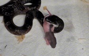 蛇会吃老鼠吗_蛇吃活老鼠，不主动咬人