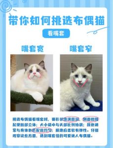 布偶猫多大能听懂人话_从听到懂你
