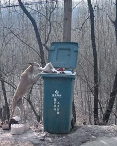 狗趁主人不在翻垃圾桶_狗狗翻垃圾桶怎么办？试试这些方法！