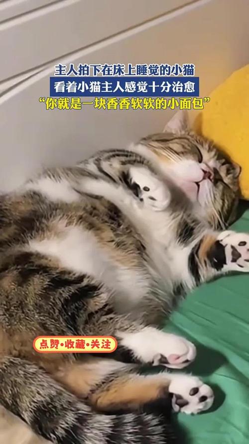 猫自己睡在主人床_信任与舒适的选择 猫自己睡在主人床_信任与舒适的选择