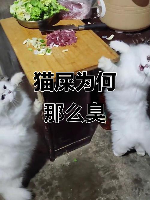 猫屎太臭了都快被熏晕了_猫咪粪便臭?吃对粮勤换砂! 猫屎太臭了都快被熏晕了_猫咪粪便臭?吃对粮勤换砂!