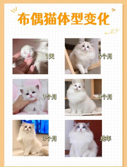 猫几个月成年_幼猫喂养与健康管理全攻略 猫几个月成年_幼猫喂养与健康管理全攻略
