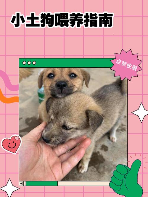 养土狗喂什么成本低_科学喂养土狗，健康省钱选对食