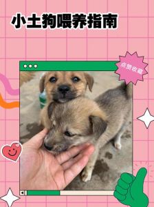 养土狗喂什么成本低_科学喂养土狗，健康省钱选对食