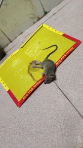 吓走老鼠的最好方法是什么_物理气味综合防鼠