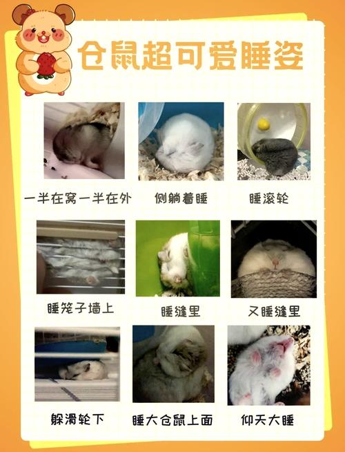 小仓鼠为什么一直滋滋叫_仓鼠吱吱叫?别担心,看懂它的小情绪! 小仓鼠为什么一直滋滋叫_仓鼠吱吱叫?别担心,看懂它的小情绪!