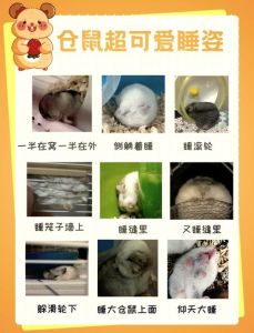 小仓鼠为什么一直滋滋叫_仓鼠吱吱叫？别担心，看懂它的小情绪！