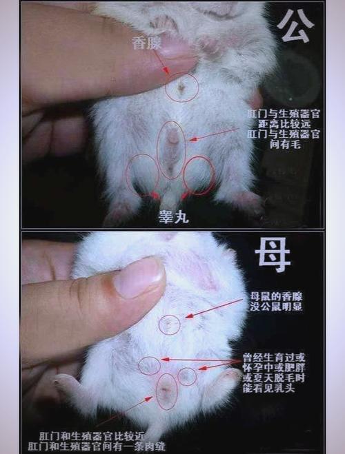 老婆婆仓鼠公母分辨图_公母仓鼠怎么分?看脸看胡须! 老婆婆仓鼠公母分辨图_公母仓鼠怎么分?看脸看胡须!