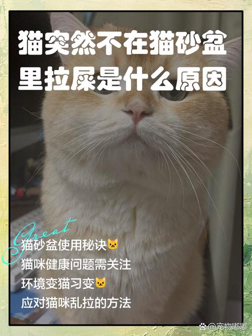 猫拉屎为什么拉猫砂盆外面_猫咪在猫砂盆外拉屎怎么办? 猫拉屎为什么拉猫砂盆外面_猫咪在猫砂盆外拉屎怎么办?