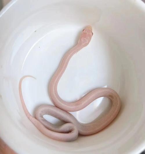 不吃老鼠的宠物蛇种类多，选对很重要