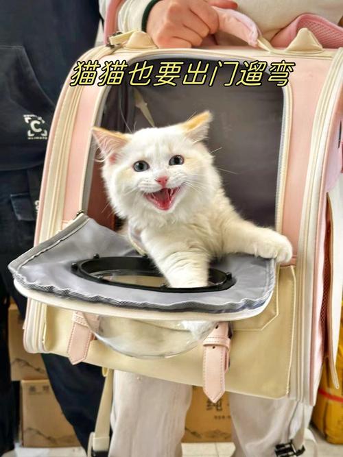 经常带猫咪出去玩好吗_遛猫好处多坏处少?安全出门全攻略! 经常带猫咪出去玩好吗_遛猫好处多坏处少?安全出门全攻略!