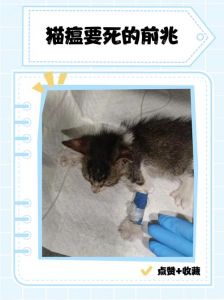 猫瘟猫能自己扛过去吗_高烧呕吐腹泻，幼猫致死，及时就医疫苗预防