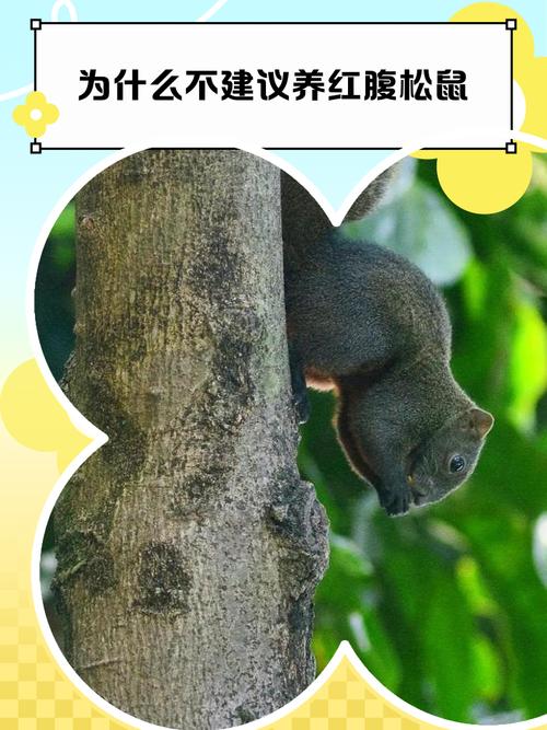 红腹松鼠为什么不建议痒_警惕!红腹松鼠易咬人,饲养困难且风险高,不建议饲养 红腹松鼠为什么不建议痒_警惕!红腹松鼠易咬人,饲养困难且风险高,不建议饲养