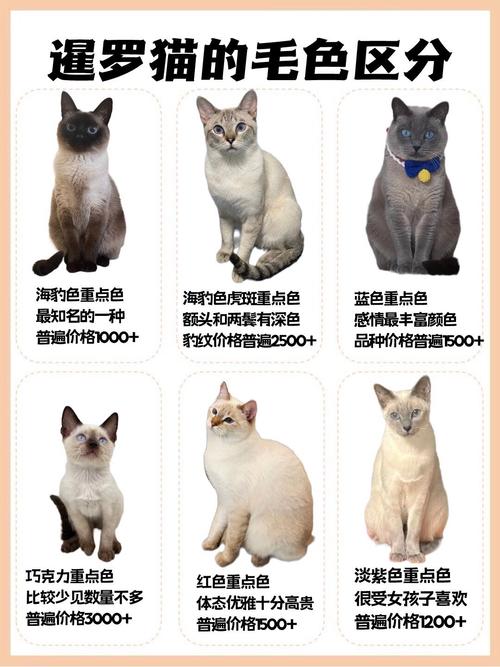 千万别养暹罗猫_粘人易病爱花钱 千万别养暹罗猫_粘人易病爱花钱