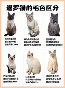 千万别养暹罗猫_粘人易病爱花钱