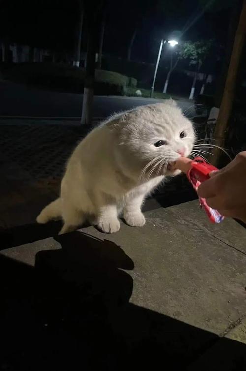 猫偶尔吃一次火腿肠可以吗_火腿肠喂猫要小心,伤肾又可能致命,零食宜选无添加纯肉 猫偶尔吃一次火腿肠可以吗_火腿肠喂猫要小心,伤肾又可能致命,零食宜选无添加纯肉