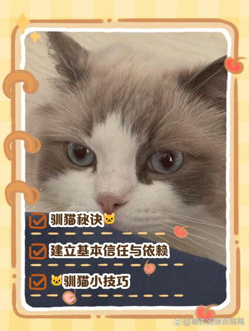 如何快速驯服一只小猫_新猫到家别急抱,静室慢养等它好 如何快速驯服一只小猫_新猫到家别急抱,静室慢养等它好