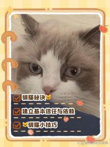 如何快速驯服一只小猫_新猫到家别急抱，静室慢养等它好