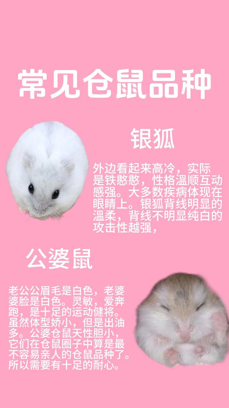 最聪明的仓鼠排名_聪明金丝熊银狐仓鼠,会装死智商高 最聪明的仓鼠排名_聪明金丝熊银狐仓鼠,会装死智商高