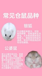 最聪明的仓鼠排名_聪明金丝熊银狐仓鼠，会装死智商高