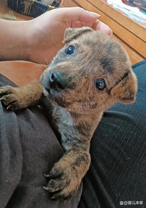 不要随便捡流浪狗回家作者奈奈_警惕!收养流浪狗的潜在风险与后果 不要随便捡流浪狗回家作者奈奈_警惕!收养流浪狗的潜在风险与后果