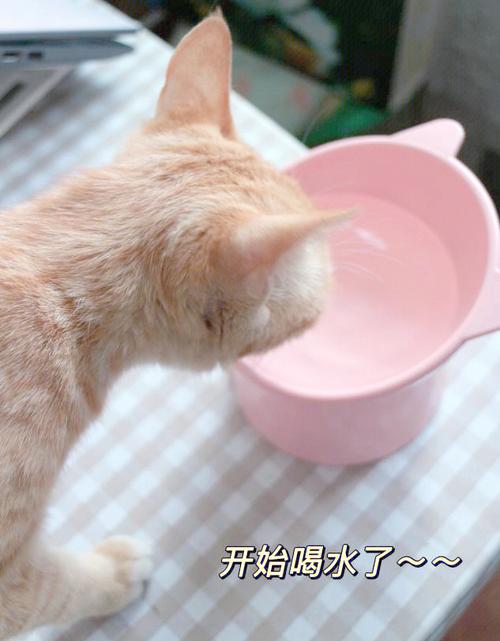 猫用口水洗脸不臭吗_猫咪舔脸清洁,还补维生素D 猫用口水洗脸不臭吗_猫咪舔脸清洁,还补维生素D