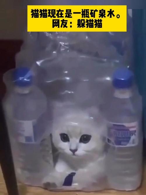 猫喝白开水还是矿泉水_白开水最宜,矿泉水慎用 猫喝白开水还是矿泉水_白开水最宜,矿泉水慎用
