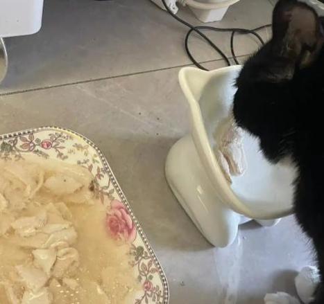 多给猫吃鸡胸肉会怎么样_健康喂食量与禁忌 多给猫吃鸡胸肉会怎么样_健康喂食量与禁忌