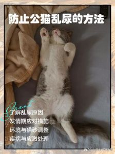 如何避免猫咪乱尿_猫咪乱尿怎么办？简单应对妙招！