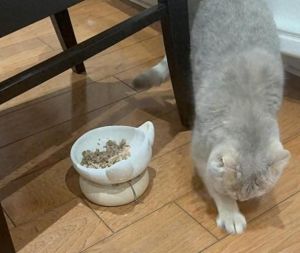 猫凌晨一边叫一边扒猫砂_猫咪扒砂异常？可能是健康或情绪问题