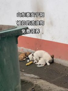 狗死了可以扔垃圾桶吗_正确处理方式，别直接扔垃圾桶