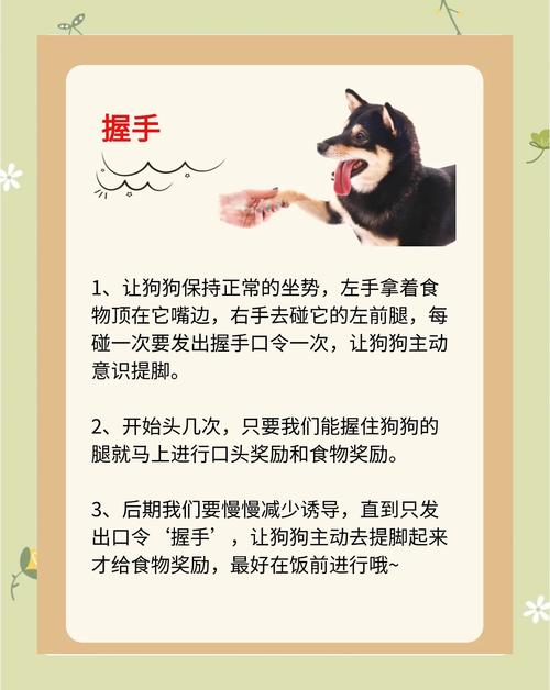 50天的泰迪狗训练教程_聪明训练法,正向激励更有效 50天的泰迪狗训练教程_聪明训练法,正向激励更有效
