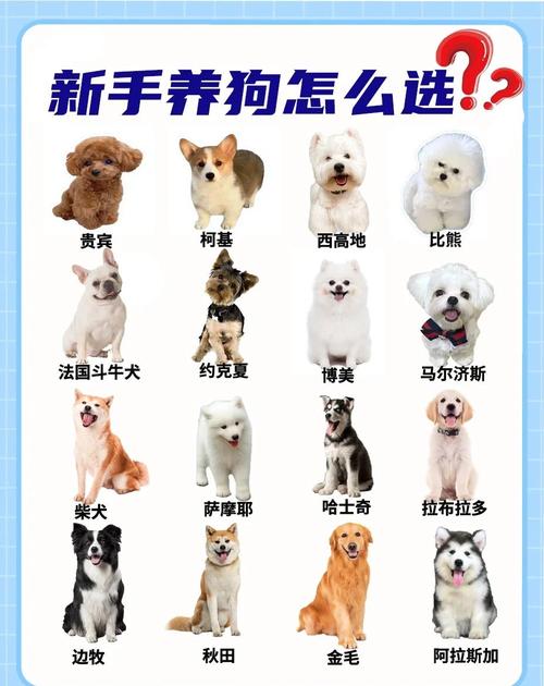 第一次养狗建议养什么狗_选对狗狗要适合自己! 第一次养狗建议养什么狗_选对狗狗要适合自己!