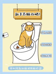怎样训练奶猫上厕所_选对盆砂，多鼓励