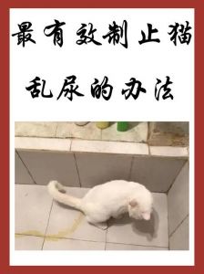 猫突然不在猫砂里尿_猫咪不拉屎？排查原因勤清洁！