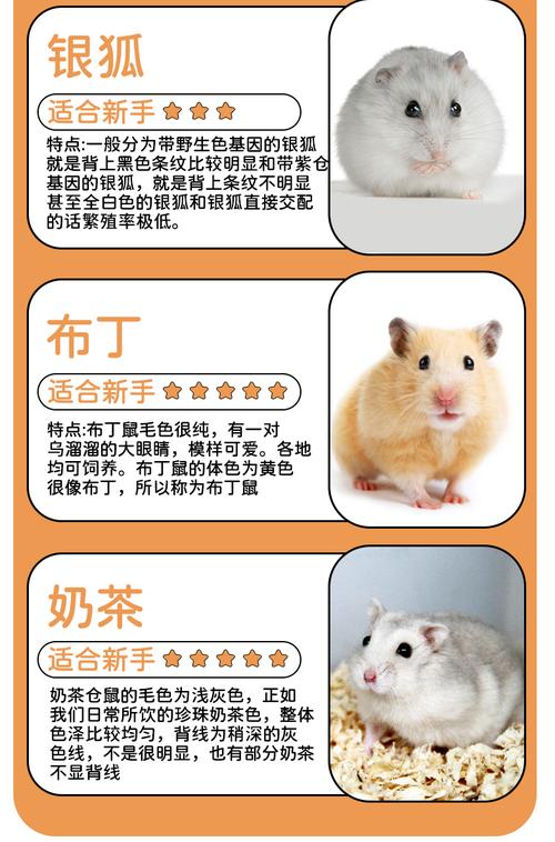 三线仓鼠公母参照图_公母仓鼠看特征，腹香腺或乳头