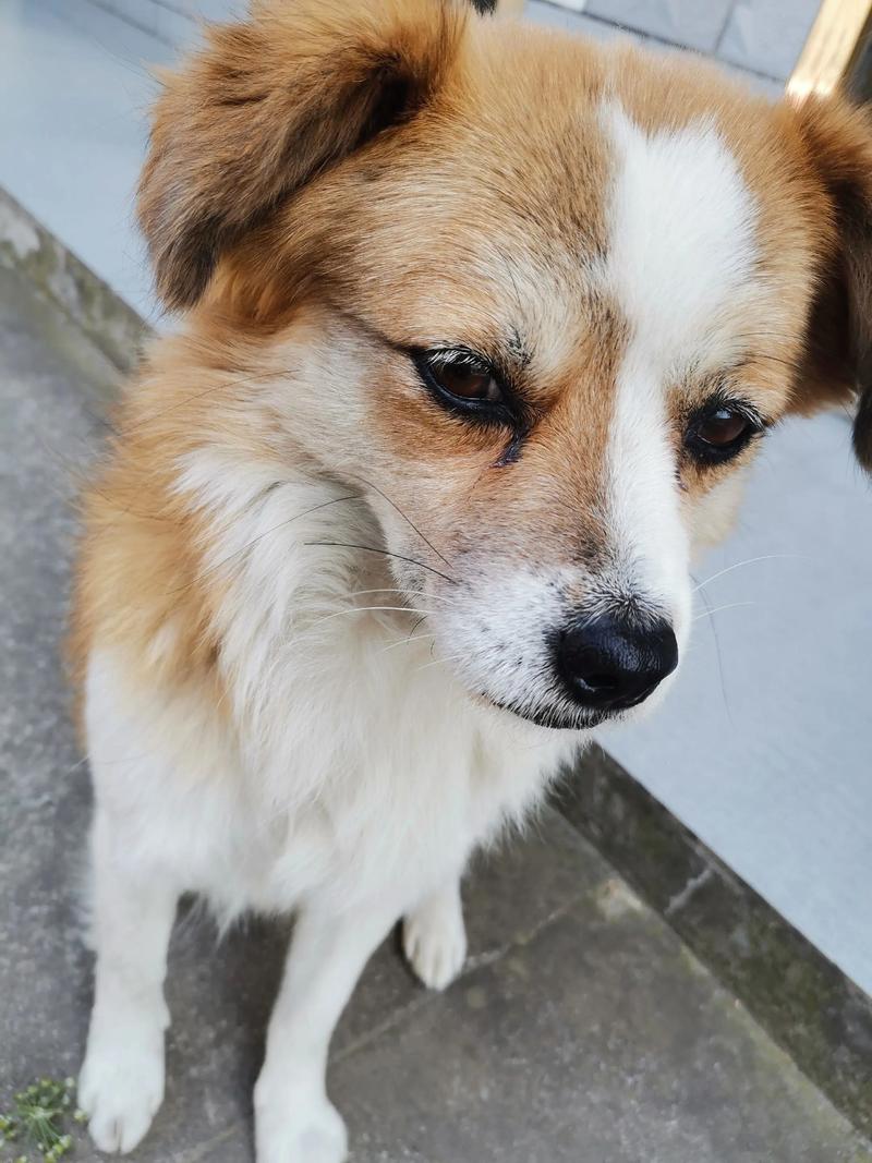 狗养了8年还能活多久_狗狗寿命长不长?看这几点! 狗养了8年还能活多久_狗狗寿命长不长?看这几点!