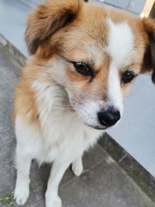 狗养了8年还能活多久_狗狗寿命长不长？看这几点！