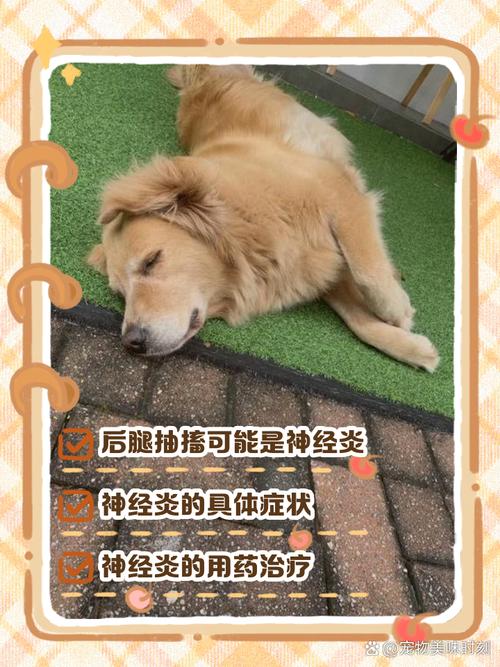 狗突然抽搐惨叫一会就死了_狗狗抽搐怎么办?速看原因与急救! 狗突然抽搐惨叫一会就死了_狗狗抽搐怎么办?速看原因与急救!