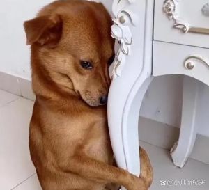 人离开家里后狗狗一个在家呜呜叫_狗狗叫不停？别慌，试试这些方法！