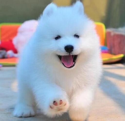 六种最干净狗小型犬_好养不掉毛,适合当宠物 六种最干净狗小型犬_好养不掉毛,适合当宠物