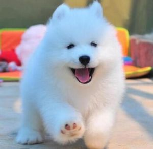 六种最干净狗小型犬_好养不掉毛，适合当宠物