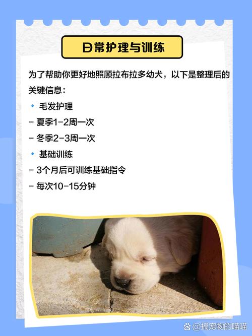新手养拉布拉多犬注意事项_饮食运动与清洁 新手养拉布拉多犬注意事项_饮食运动与清洁