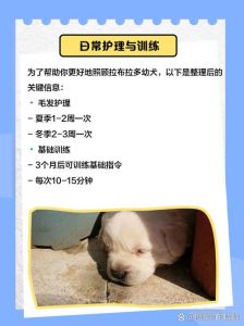 新手养拉布拉多犬注意事项_饮食运动与清洁