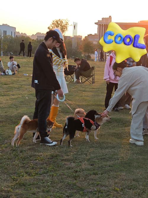 小狗在校园生活中需要主人的细心陪伴与关爱的重要性 小狗在校园生活中需要主人的细心陪伴与关爱的重要性