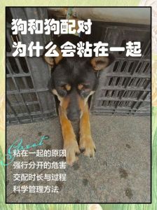 狗狗为什么会连续在一起：背后的行为原因与心理解析