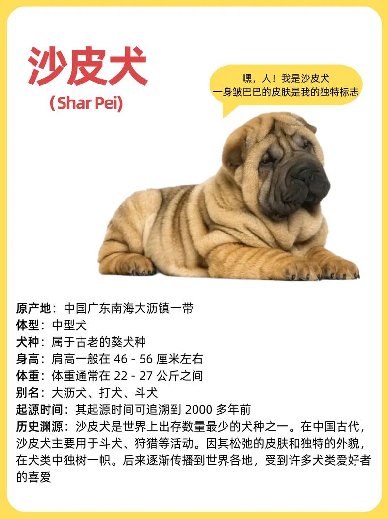 沙皮狗的饲养注意事项_沙皮狗好养吗?饮食运动清洁全知道 沙皮狗的饲养注意事项_沙皮狗好养吗?饮食运动清洁全知道