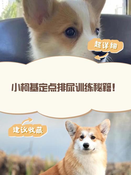 满月小狗训练大小便_满月小狗定点大小便训练法 满月小狗训练大小便_满月小狗定点大小便训练法