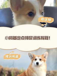 满月小狗训练大小便_满月小狗定点大小便训练法